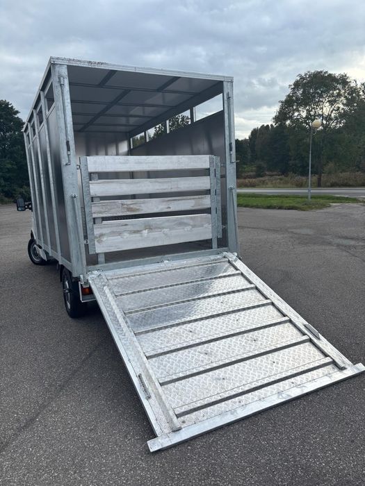 Renault master do przewozu zwierząt bydła