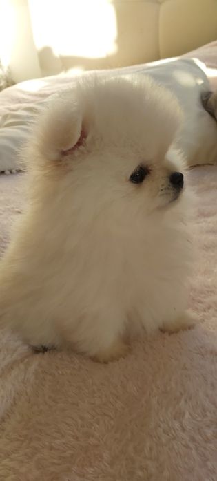 Szpic miniaturowy Pomeranian FCI Suczka