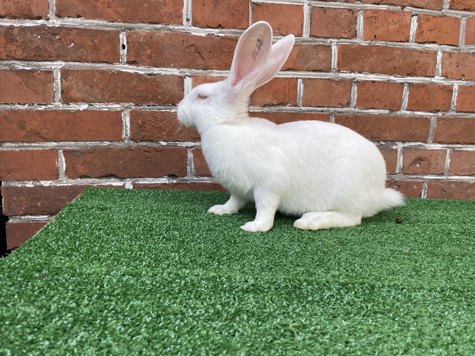 Termąckie z rodowodem