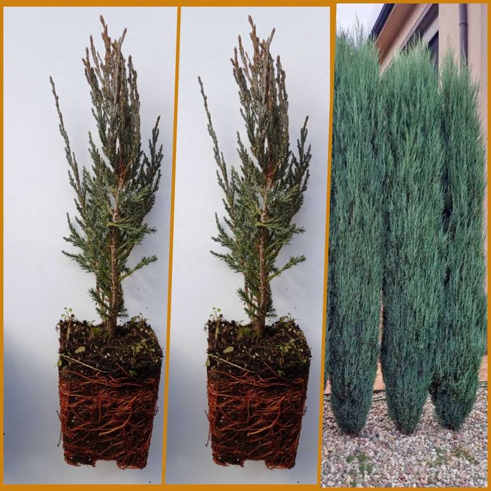 Ялівець Блу Ероу садженці, Туя Смарагд та Брабант садженці