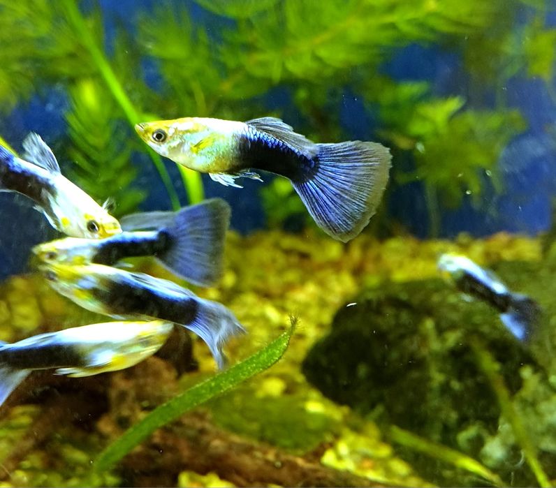 Gupik Turquoise Bluetail - Rybki do akwarium
