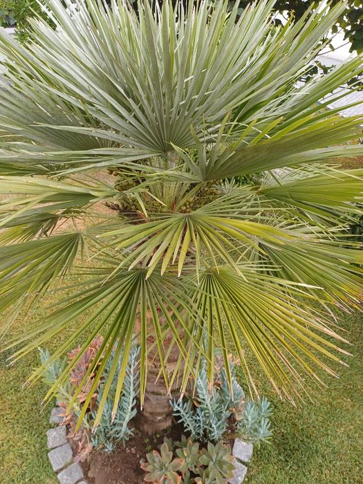 Palmeira de Jardim