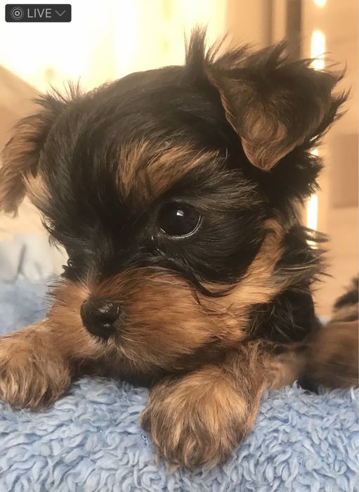 Йорк міні хлопчик