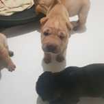 Sharpey femea  bebe