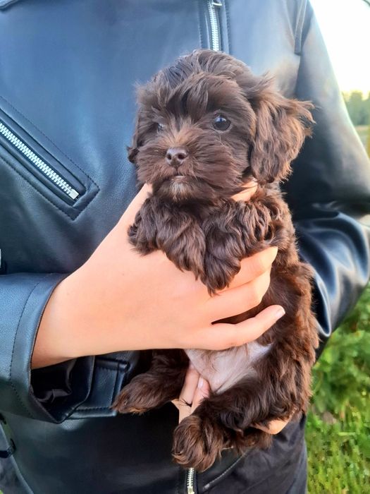 Suczka czekoladowa szczenię Shihpoo mama shihtzu tata pudel
