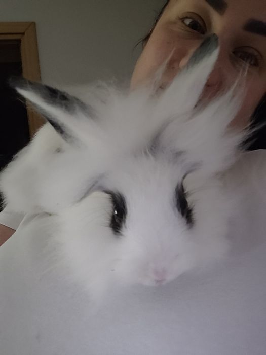 Sprzedam samice królika lwiego