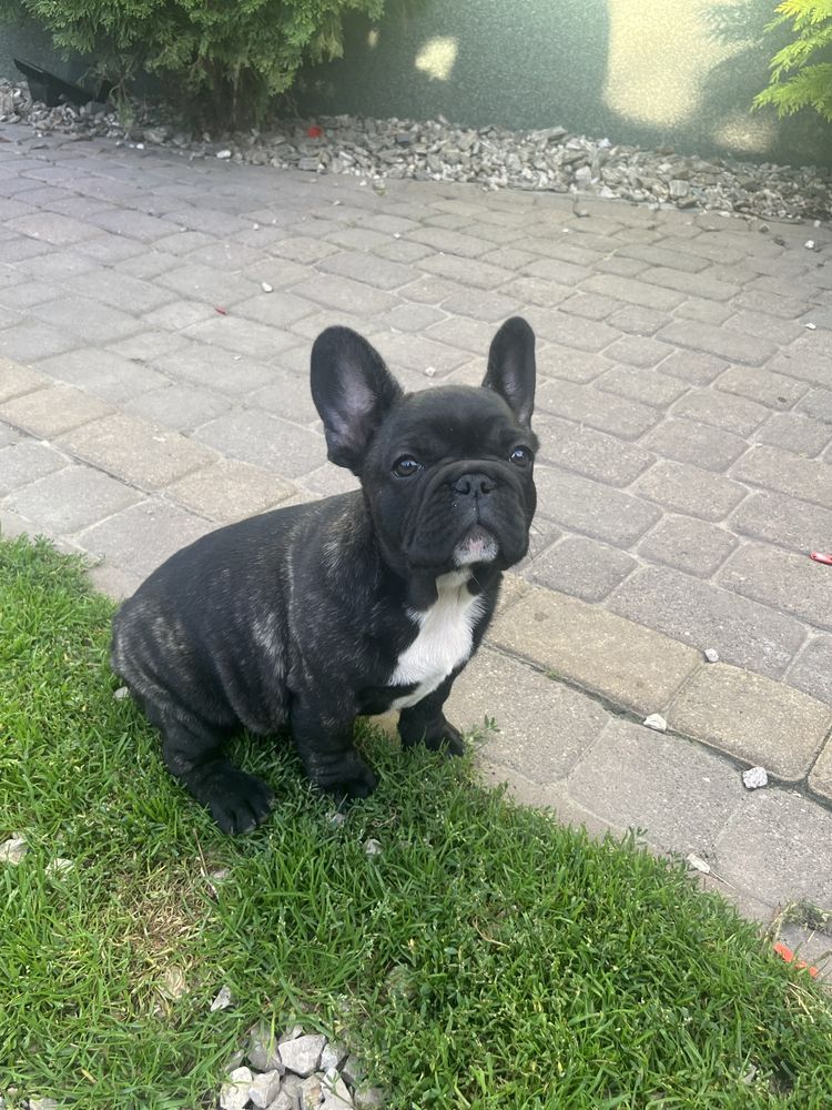 Buldog francuski