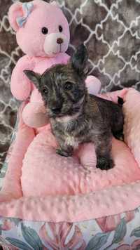 West highland white terrier piesek