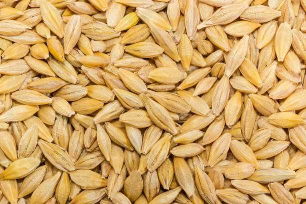 Продам Пшеницю,Овес,Кукурузу,Ячмінь фасовану в мішки
