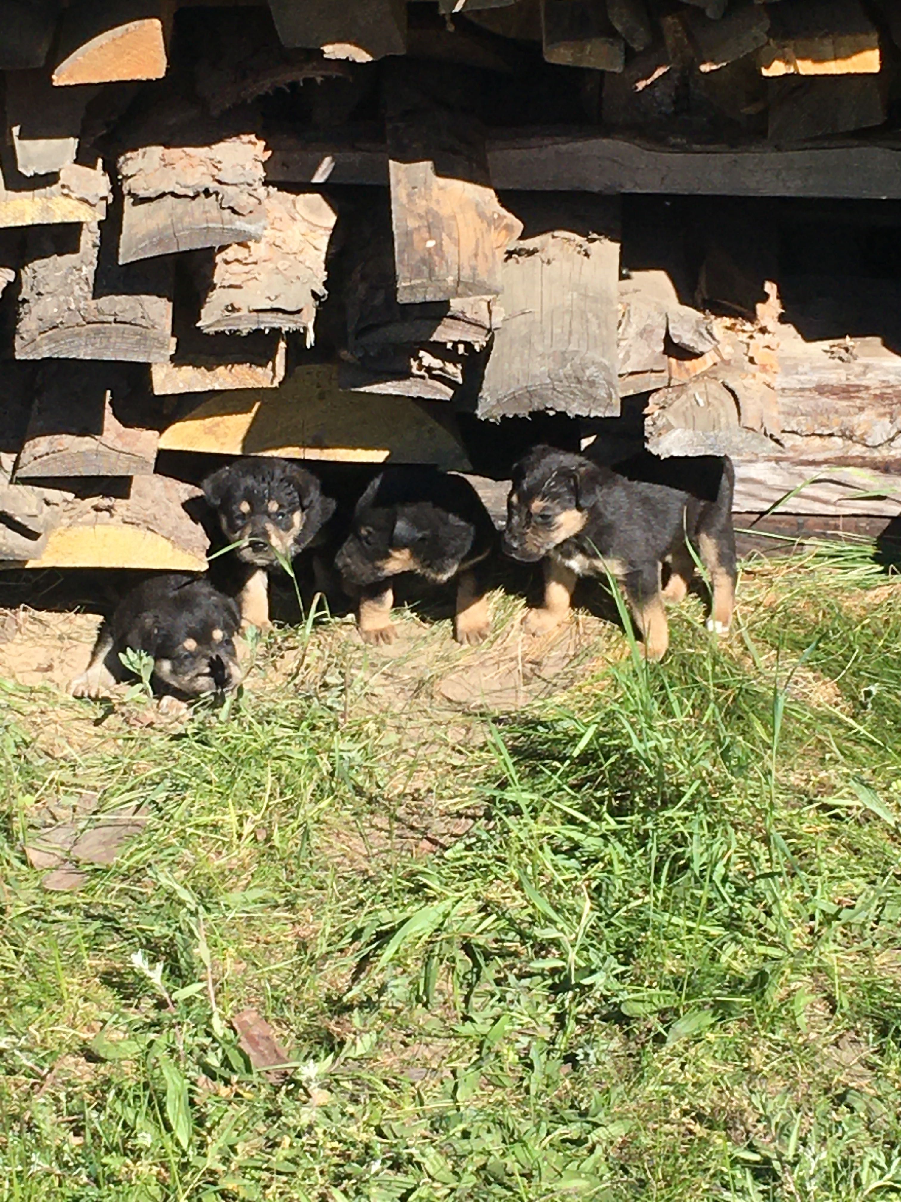 Szczeniaki do adopcji