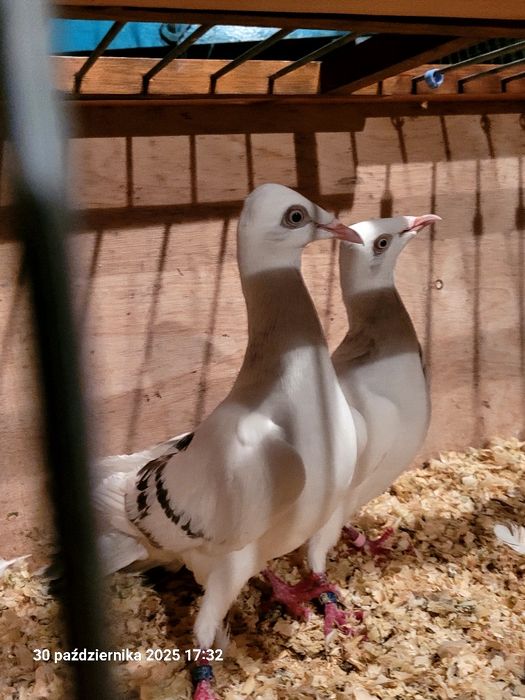 Gołębie srebrniaki, pasiaki, żałobniki