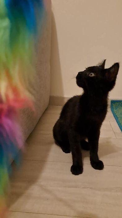 Uroczy dwupak szuka domu!