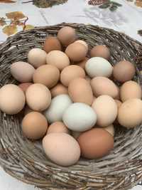 Tenho para venda ovos caseiros de galinhas cridas  so a milho e no cam