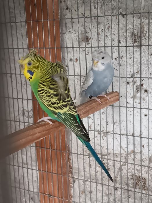 Periquitos deste ano