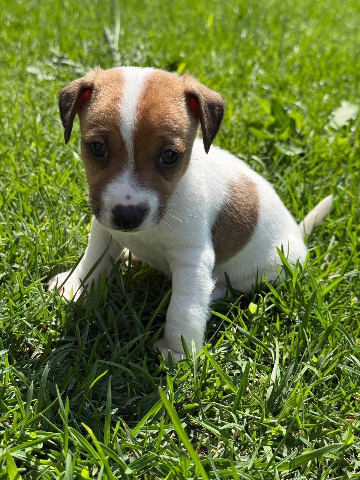Jack Russel qualidade