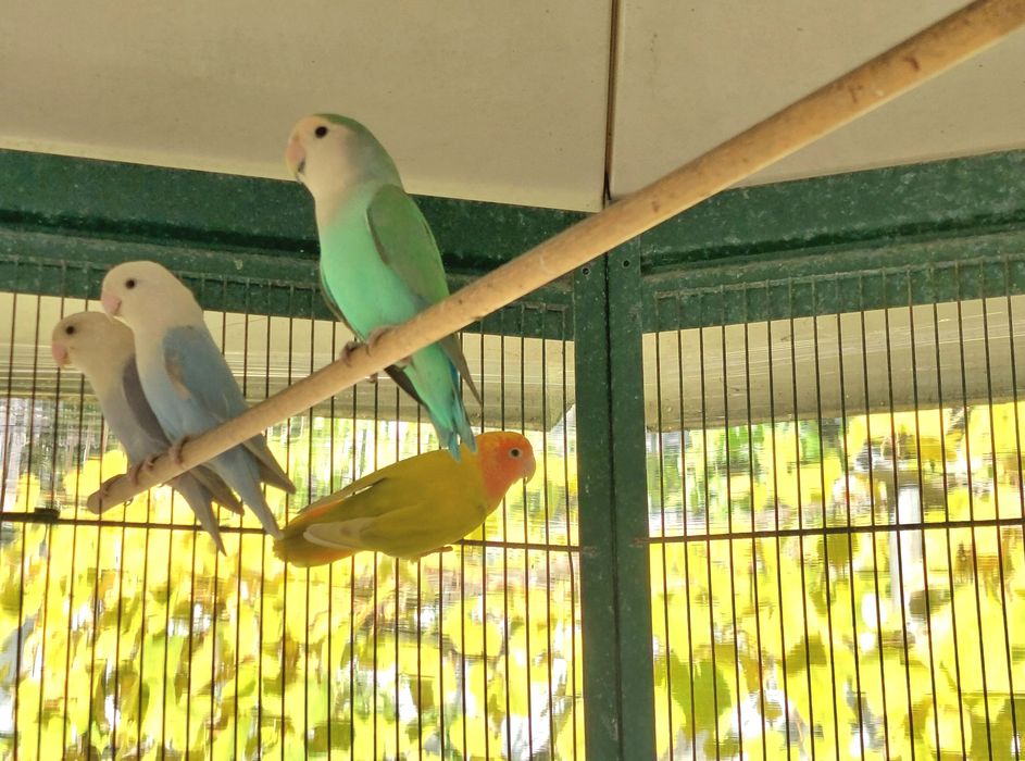 Rosicolies várias mutações