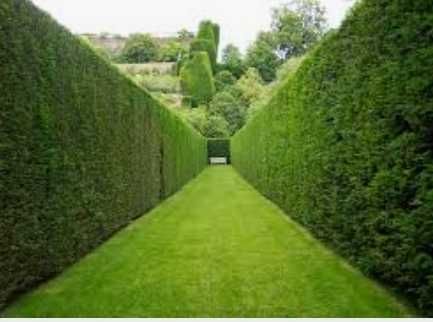 Wycinanie,przycinanie drzew krzewy, rębak,koszenie traw, tuje,żywopłot