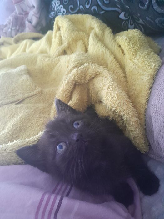 Терміново Продам шотландця