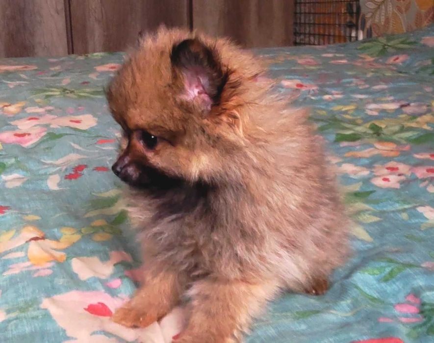 Szpic miniaturowy pomeranian - rodowód, wyprawka, paszport