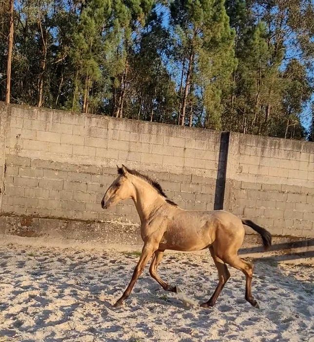 Poldra baia lusitana 7 meses