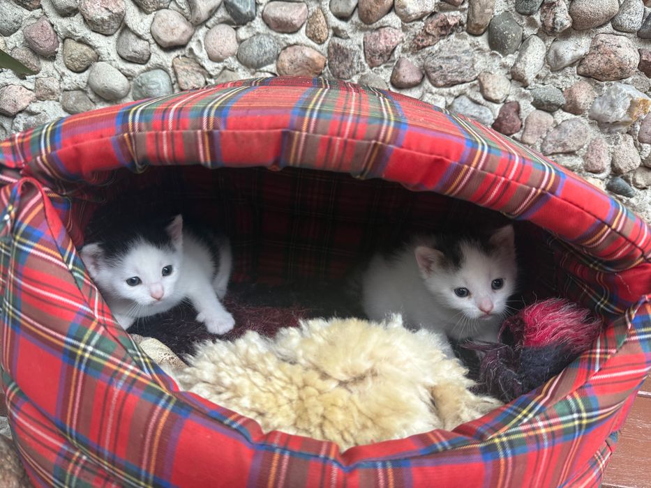 Oddam kotki. Gotowe do adopcji za 6 tygodni