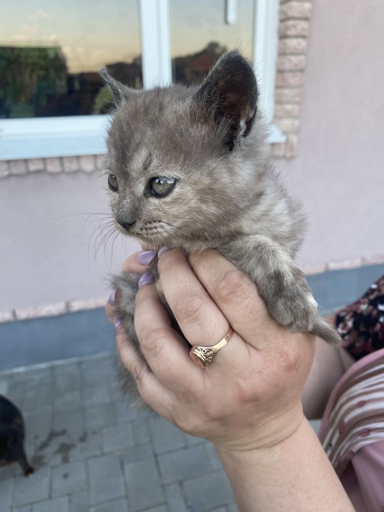 Віддам кицьку у добрі руки