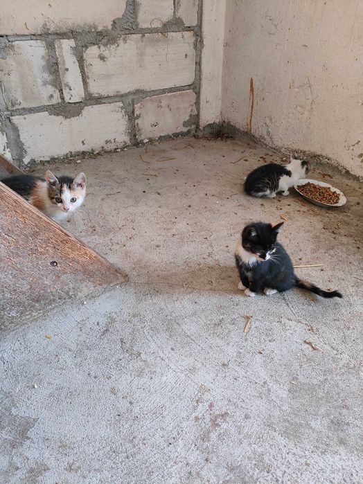 Oddam za darmo kotki