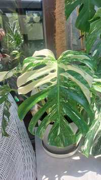 Monstera variegata