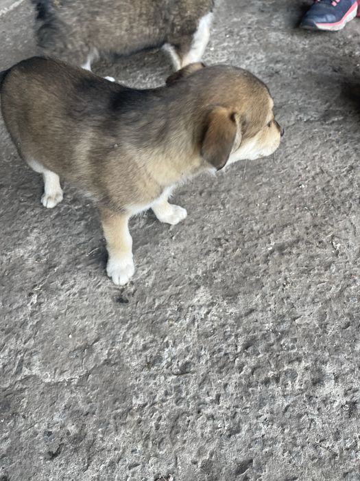 Бесплатно щенка цуценя собака