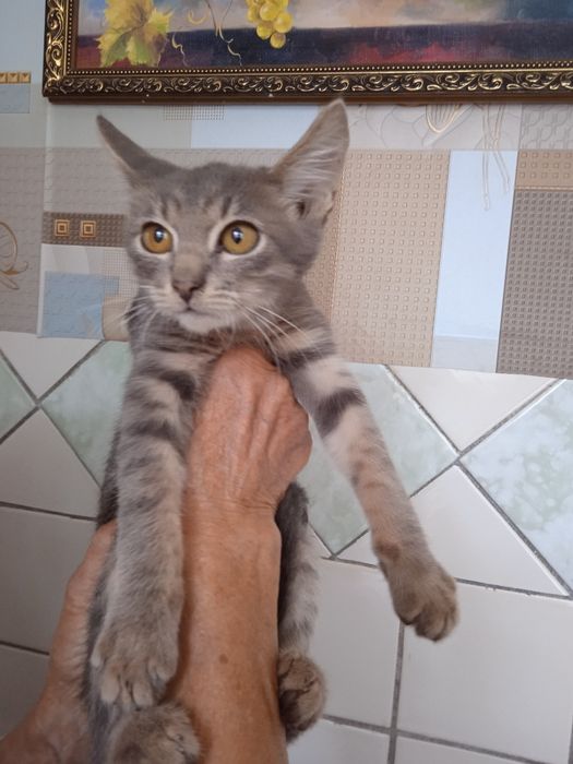 Віддам котиків в добрі руки, 2,5 місяці