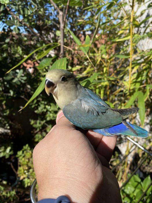 Agapornis domesticado promoção