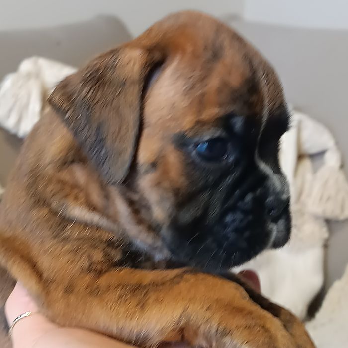 Bokser piesek szczeniak