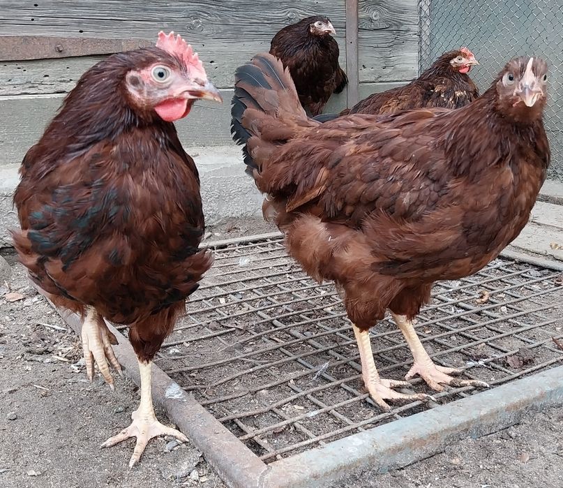 Kury koguty karmazyn 2025r