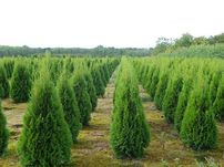 Tuja smaragd Stożkowa szmaragd IDEALNA na żywopłot GESTA 100cm