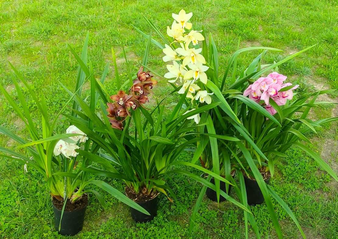 Orquídea - planta para casa ou jardim