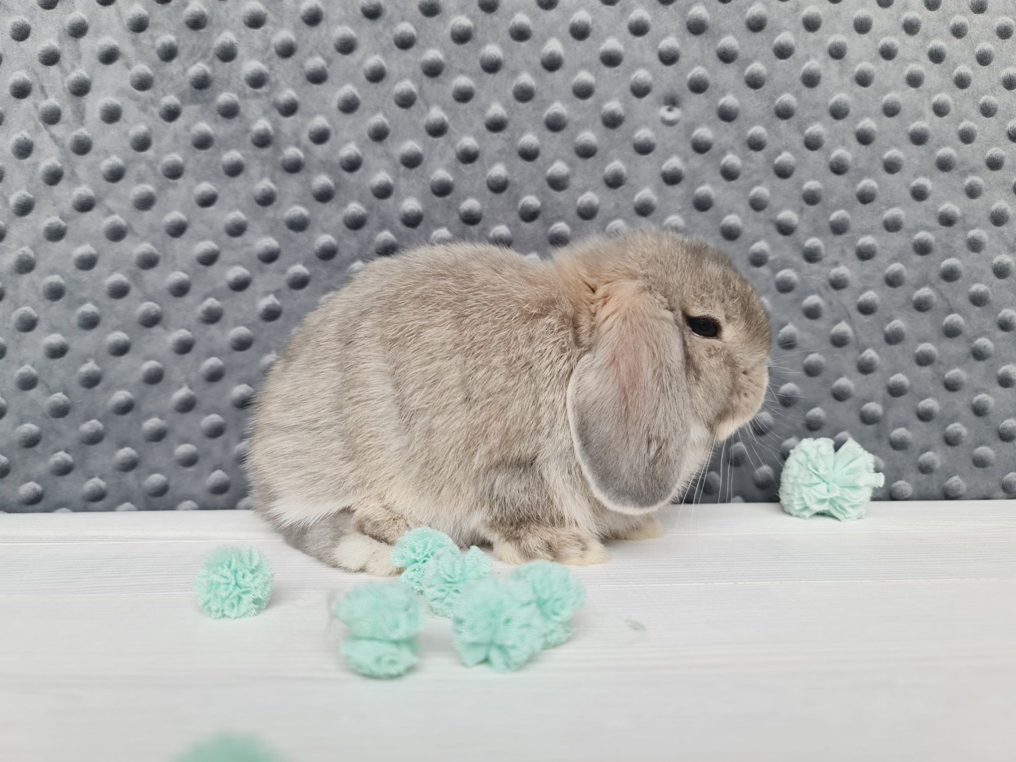 Mini lop królik króliczek miniaturka do odbioru hodowla czip