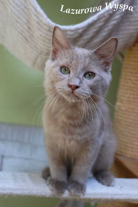 Ragdoll solid lilac