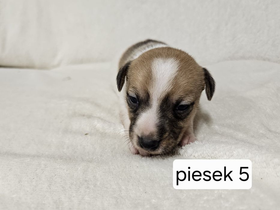 Piesek Jack Russell Terrier