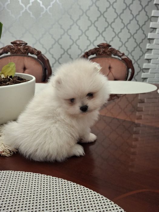 Szpic miniaturowy pomeranian