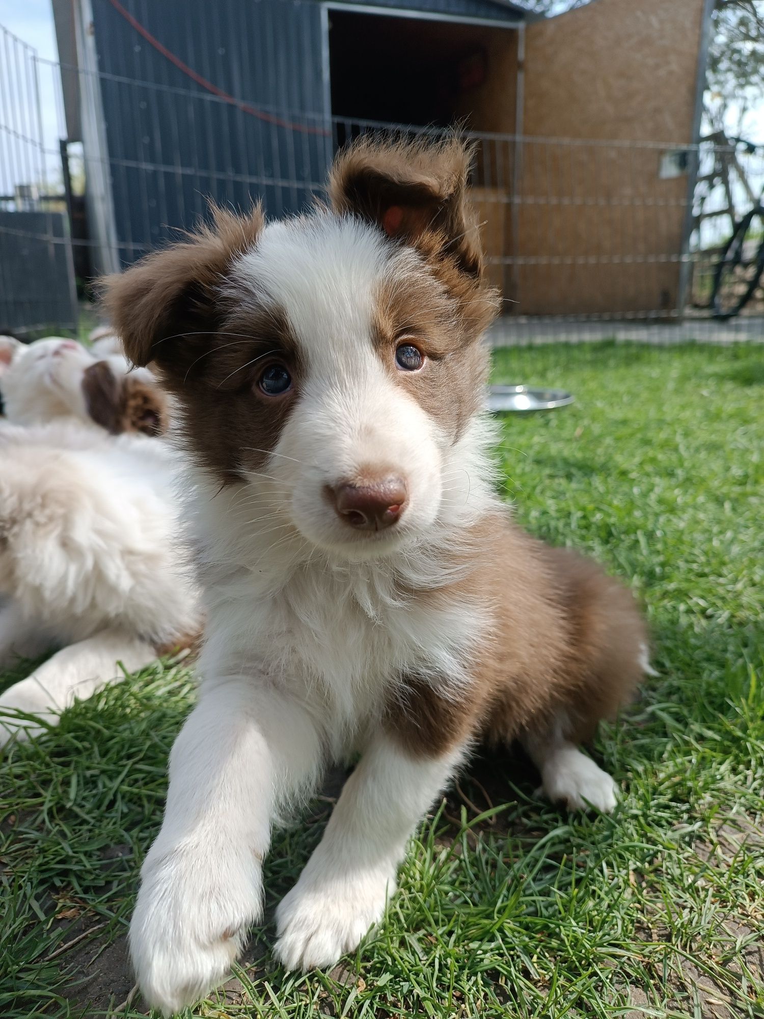 Border Collie Czekoladowa Samiec