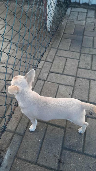 Piękny piesek rasy Chihuahua - chłopczyk