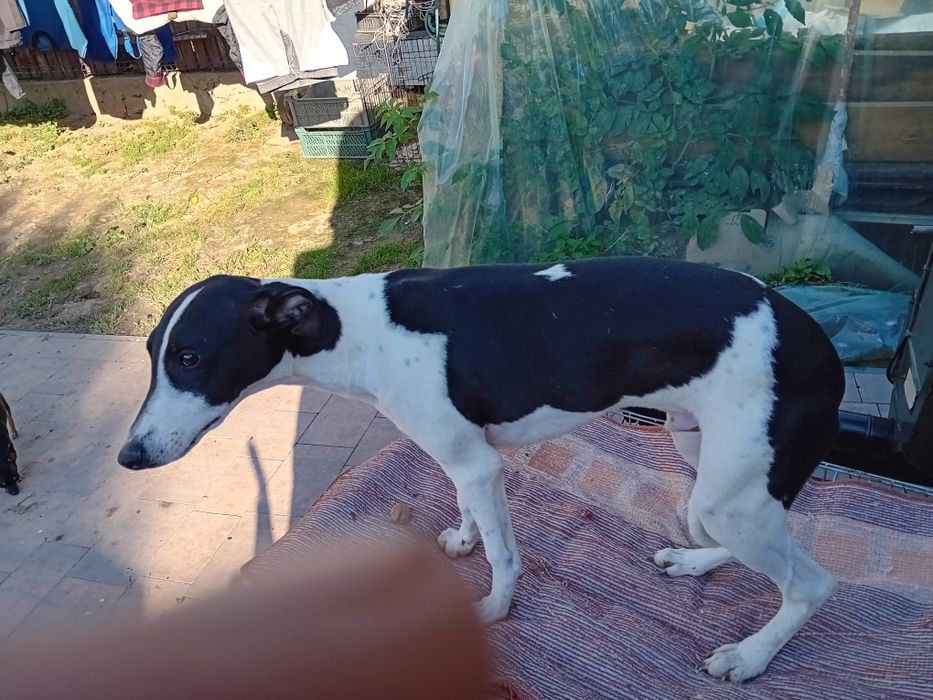 Charta Whippeta piesek