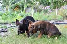 Buldog francuski - sunia