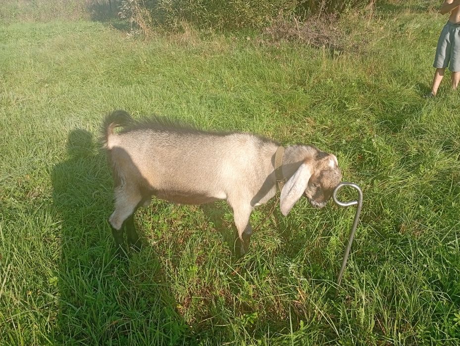 Цап для покриття