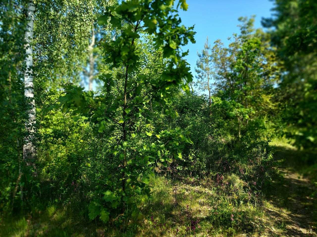 Кутова ділянка до лісу Барашівка "Хлібороб" (26114275)