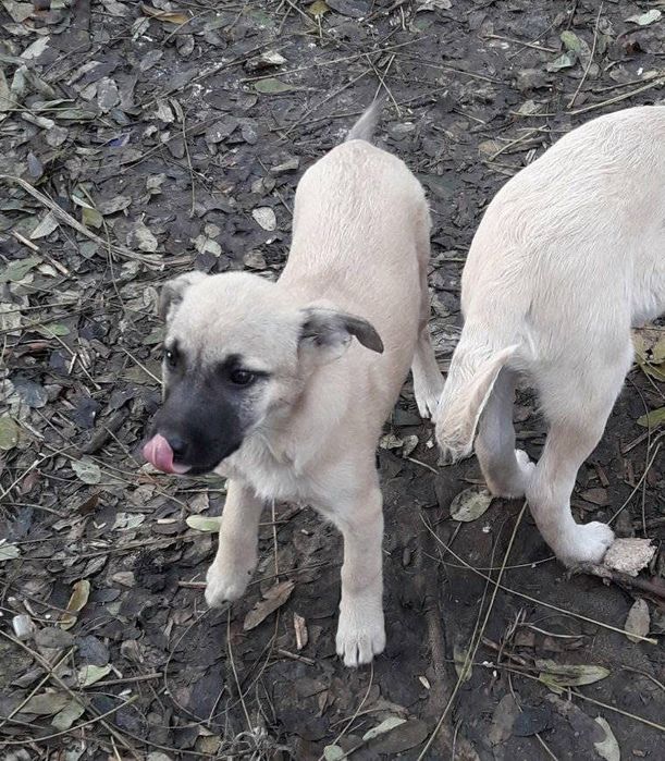 Цуценята в добрі руки