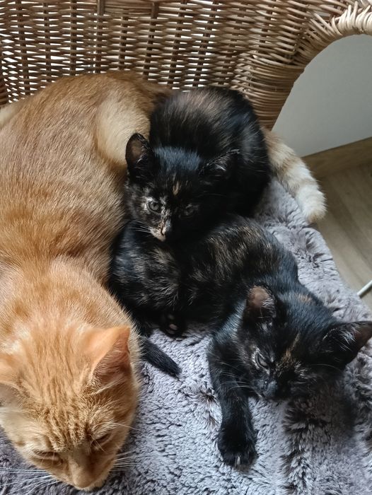 Piękna szylkretka, 2 mies. samodzielna