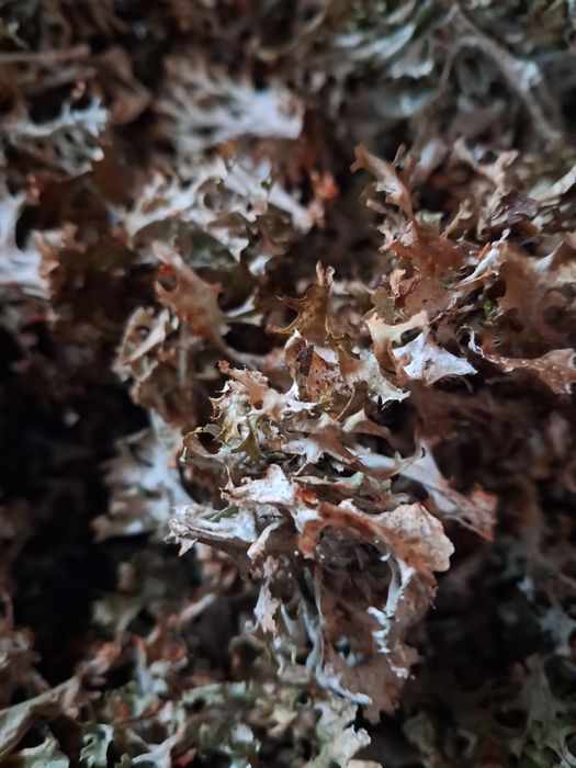 Ісландський мох перебраний 2025 листопад