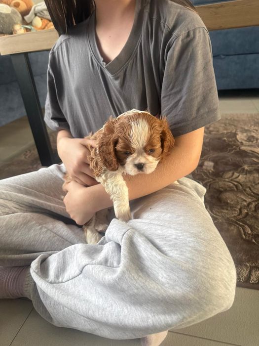 Cavalier King Charles Spaniel piesek