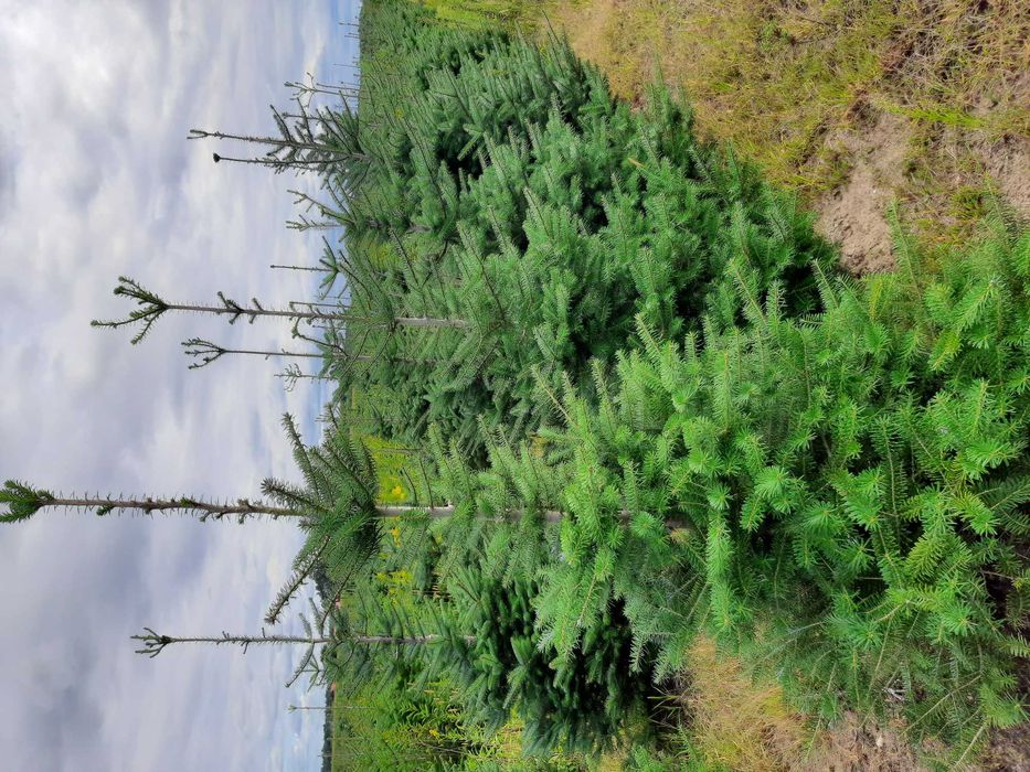 Jodła Kalifornijska, Koreańska, Fraseri,kałukaska wys.od 100cm -250cm,